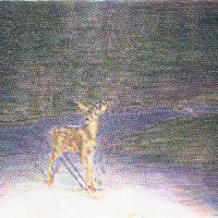 Deer-in-the-headlights1